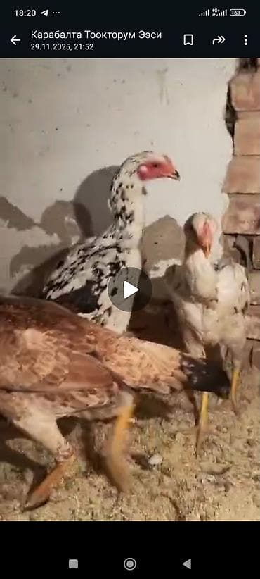 бойцовые даканы: Продаю | Петух | Бойцовая | Для разведения — 10