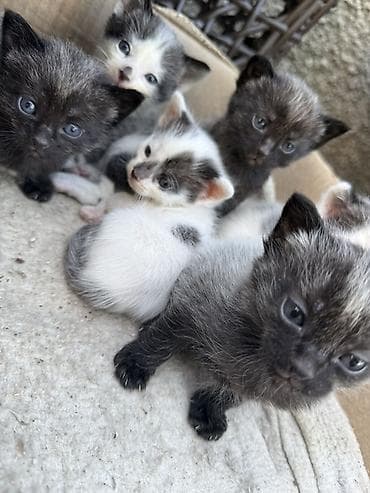 бархатные котята: Отдадим котят в добрые руки 🥹🙏 - Окрас: есть дымчатые (почти чёрные с — 7