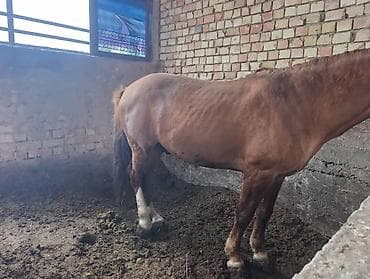 Продаю | Жеребец | На забой | Племенные