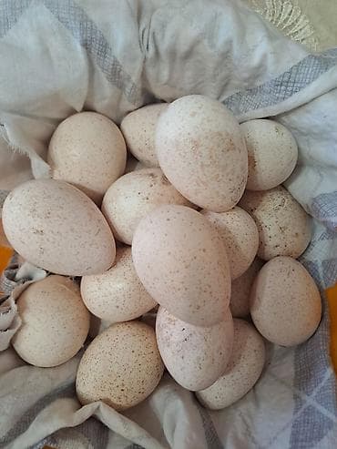 арабский конь: Продаю индюшиные яица,по 150 за штуку — 1
