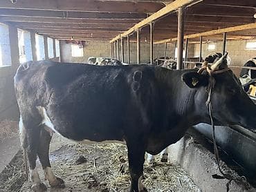 котята простые: Продаю | Корова (самка) | Алатауская | Для молока | Привязанные — 8