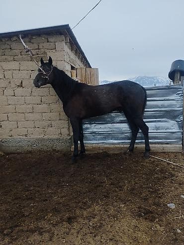 кой кант: Продаю | Кобыла (самка) | Конный спорт — 2