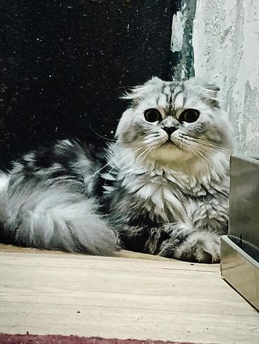 Животные: Скотиш Фолд (Шотландская вислоухая), 1 год, Девочка, Серебристая шиншилла, Приучена к лотку — 1