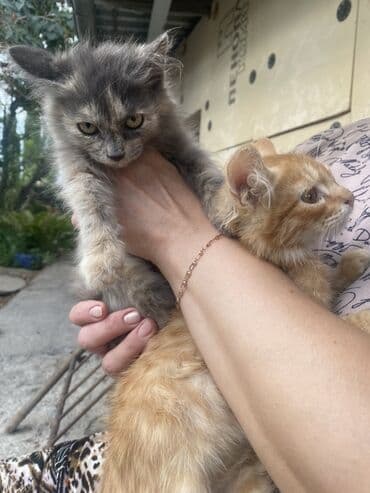 в какой приют можно отдать собаку: Два маленьких котенка, один серый, другой рыжий, ищут дом. Серый — 1