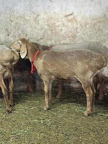 куплю корм для животных: Продаю | Овца (самка) | Для разведения | Ярка — 2