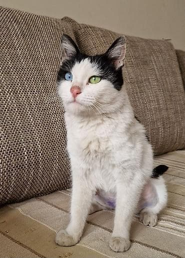 где купить кошку: Кошка даром: Беспородная, 1 год, Девочка, Кастрирована, Приучена к лотку, Проглистована — 1