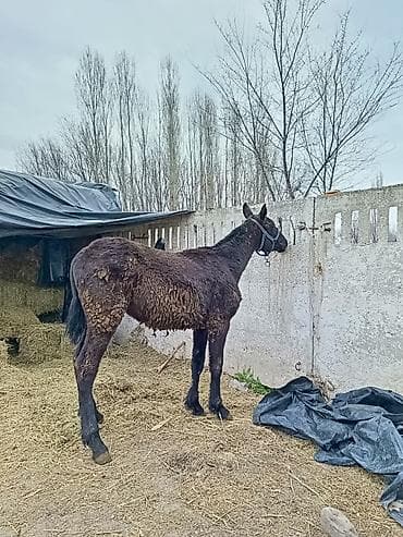 коза нубийская: Тайлар сатылат (7, ургаачы ) (2,еркек) баалары келишим турдо если — 2
