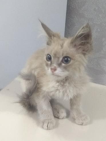 турецкая ангора кошка: Кошка даром: Сиамская, Мальчик — 2