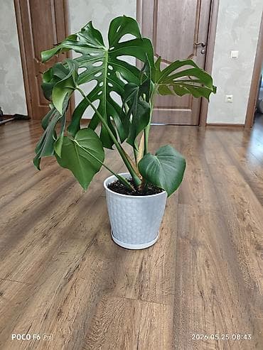 Монстера делициоза (Monstera deliciosa) - Высота растения примерно