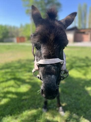форма животных: Осёл (молодой, тёмной масти) - Порода/тип: домашний осёл - Масть — 2