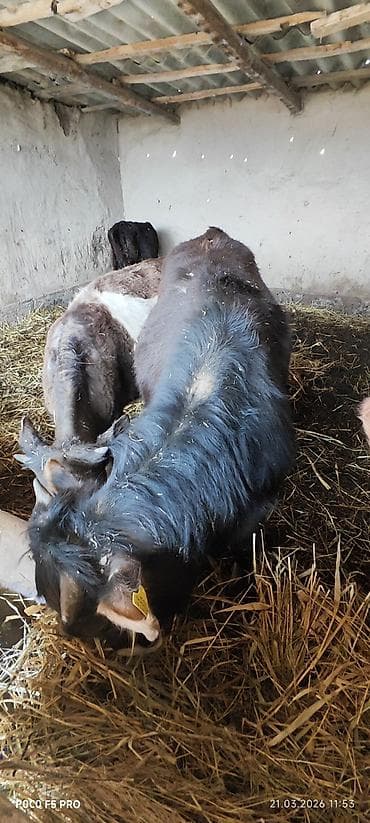 щпиц собака: Продаю | Бык (самец) | Полукровка | На откорм | Племенные, Осеменитель — 4