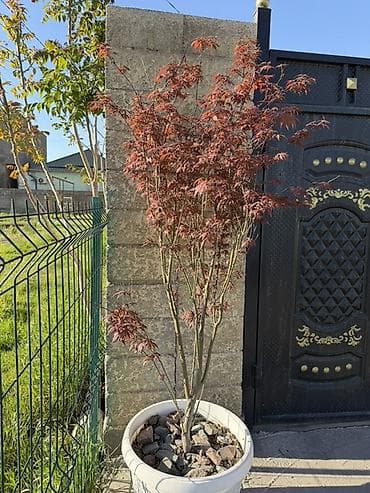 сла: Саженцы — 1