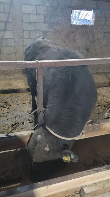 жирные быки: Продаю | Бык (самец) | На откорм | Привязанные — 4