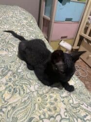 Грызуны: Сфинкс, 3 месяца, Мальчик, Метис, Приучена к лотку, Проглистована — 3