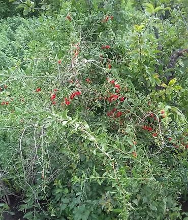 китайский финик: Годжи (Lycium barbarum) — плодоносящий кустарник с вытянутыми — 3