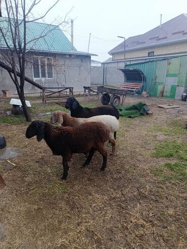 где можно купить кошку в бишкеке: Продаю | Ягненок, Баран (самец) | Арашан | На забой, Для разведения, Для шерсти | Племенные, Осеменитель — 3