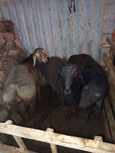 корм для домашних животных: Продаю | Баран (самец) | Для разведения — 2