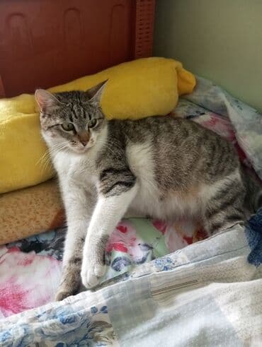 котёнок в добрые руки: Кошка даром: Беспородная, 2 месяца, Девочка, Метис — 6
