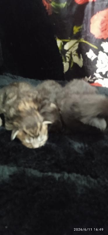 кошка породистый: Мейн-Куны🥰. Предлагаются для раннего бронирования 3 котика 😊 Шикарные — 2