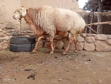 мышык сатам: Сатам | Кочкор (эркек) | Аргын | Көбөйтүү үчүн — 4