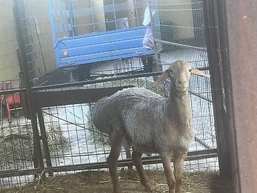 кролик нзб: Продаю | Баран (самец) | Для разведения | Племенные — 5