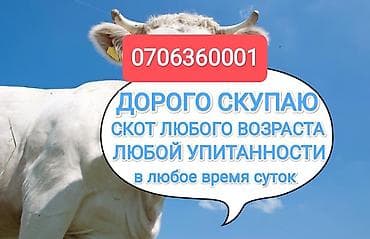 Үй жаныбарлары: Колбаса цехи : Уйлар, букалар, | Бордоп семиртүү үчүн — 5