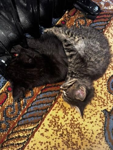 возьму кота: Предлагаются к усыновлению милые котята. Серый полосатый котенок с — 3