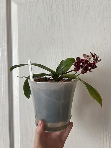 купить калифорнийского червя: Миди-орхидея Proletariat (Phalaenopsis, миди формат). - Окраска — 3