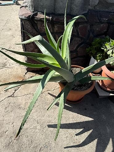 4 pot: Алоэ в горшке (Aloe vera) - Крупный взрослый экземпляр с мощной — 2