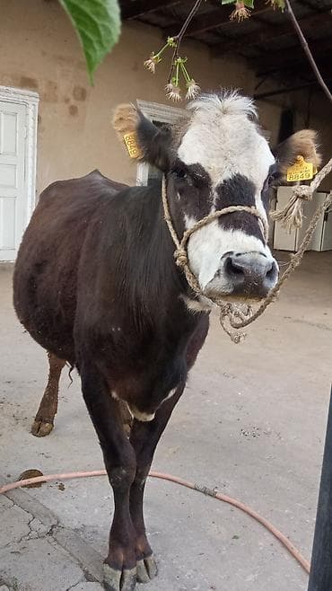 кошка домашный: Продаю | Корова (самка) | Для молока — 3