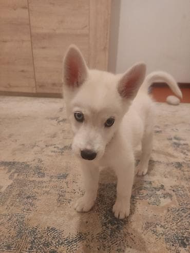 Услуги ветеринара: Щенок сибирского хаски родилась 20 декабря. ✨ Редкая изюминка - — 1