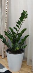 стоимость аквариума: Замиокулькас (Zamioculcas zamiifolia) в декоративном пластиковом — 12