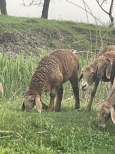 кой аштоо: Козу кочкорлор сатылат 10 баш оптом Адрес Сокулук баасы 22000мин — 2