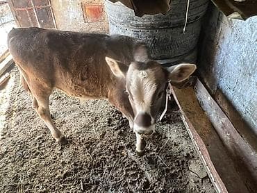 силос сено: Продаю | Музоо, торпок | Искусственник — 2