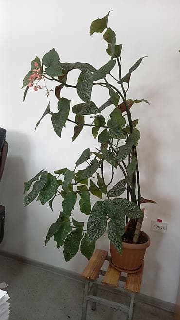 🌿 ПРОДАМ БЕГОНИЮ ПЯТНИСТУЮ "Крыло ангела" 🌿 Очень редкая и красивая!