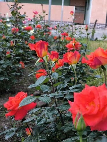 дом район ак орго: Үй, 1441 м², 8 бөлмө — 9