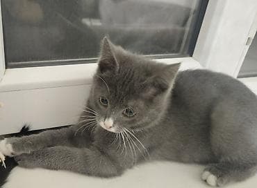 Башка жаныбарлар: Породасыз, 3 айлык, Эркек, Кара, Лотокко барууга үйрөтүлгөн — 1