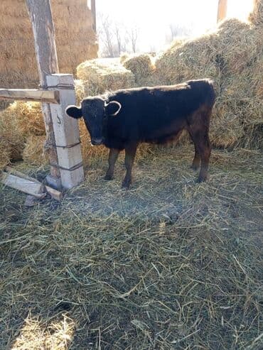 мейн кун купить польша: Сатам | Кунаажын | Бордоп семиртүү үчүн | Байланган — 2