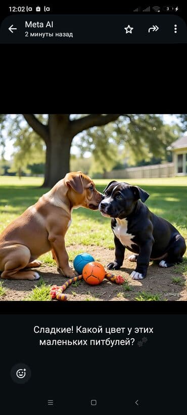 Вязка собак: Бишкек: 🐶 Замечательные щенята ищут дом! Возраст: 3 месяца Порода — 1