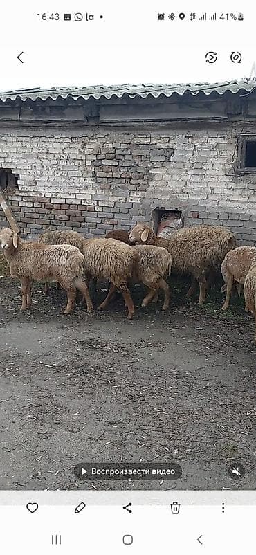 Зоотовары: Продаю | Овца (самка) | Арашан | Для разведения | Матка — 2