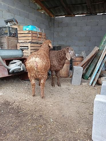 Үй жаныбарлары: Сатам | Козу — 2