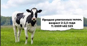 куплю тёлку: Продаю | Тёлка — 1