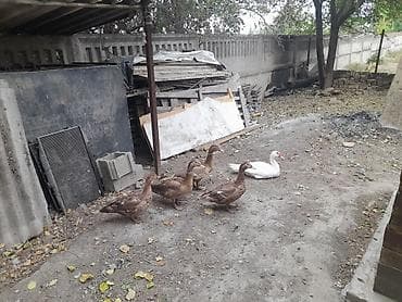 Мускусные утки (индоутки), стадо. На фотографиях — взрослые особи at lalafo.kg Мускусные утки (индоутки), стадо. На фотографиях — взрослые особи
