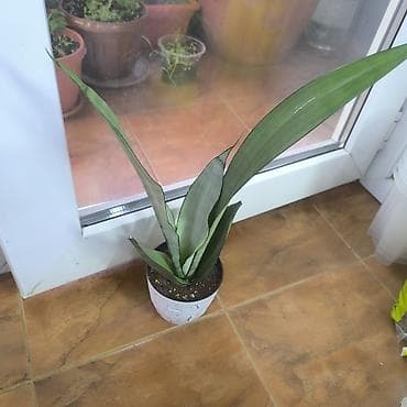 Бөлмө өсүмдүктөрү: Цветы,, комнатные растения, Алоказии взрослы и клубни, Блек Вельвет — 8