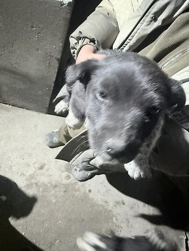 объявление продам собаку: Отдам щенят в хорошие руки. 
Игривые активные хорошие сторожа — 7