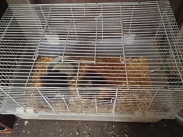 морской: СРОЧНО продам морских свинок вместе с клеткой! морские свинки — 2