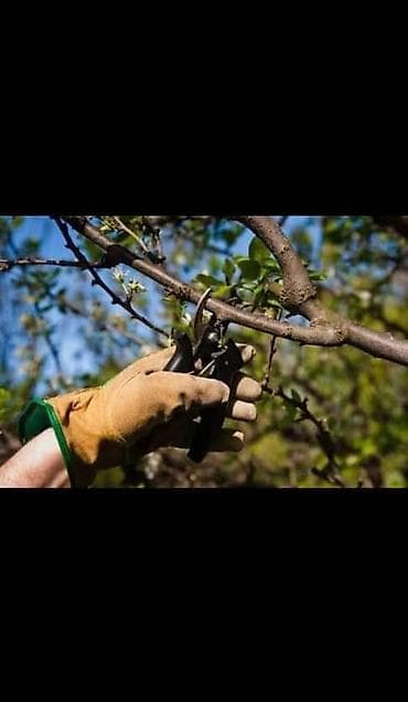 помидоры огурцы: Профессиональная обрезка плодовых деревьев Услуга по формирующей и — 3
