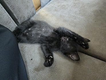 scottish fold: Кошка даром: Беспородная, Мальчик, Приучена к лотку — 2