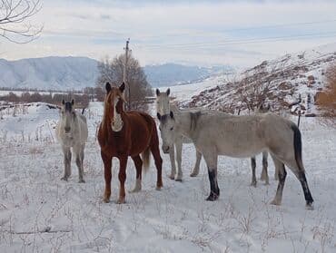 Жылкылар, аттар: Сатам | Бээ (ургаачы) | Көбөйтүү үчүн — 1