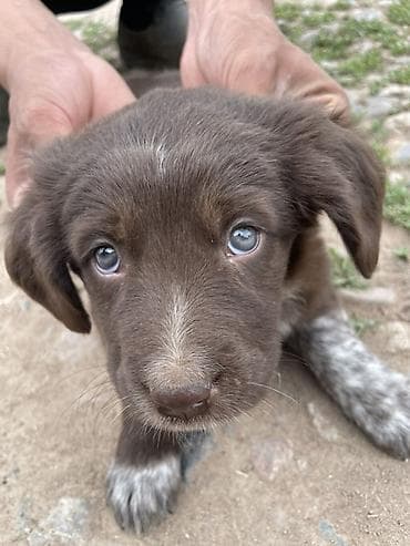 Продажа собак: Курцхаар, 1 месяц, Самка, С прививкой — 3